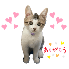 suzu_20201124205439