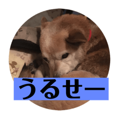 hANA_20201124233331