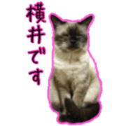 yokoisan
