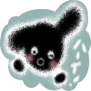 Toy Poodle Kotetsu