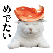 NOSENEKO
