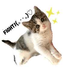 ほんわかふうたと兄弟