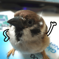 happy sparrow-doudou