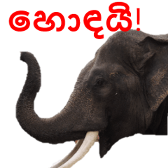 Sinhalese zoo