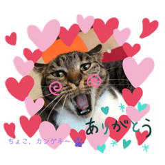 shibutoko_20201125123620