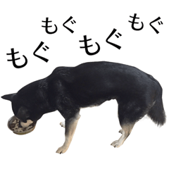 Old dog Kurochan