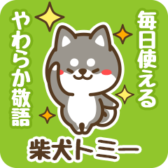 Petit Black Shiba Tomii (Honorific)