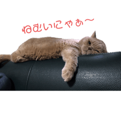 Boss cat Kohaku-Chan