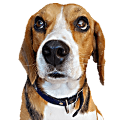 Beagle Leo Cute Dog