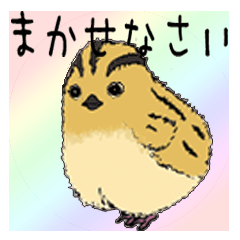 arrogantly Japanese quail chick