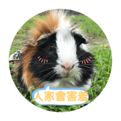 小毛是天竺鼠不是土撥鼠(˶‾᷄ ⁻̫ ‾᷅˵)