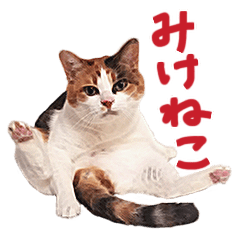 三毛猫りんちゃんスタンプ