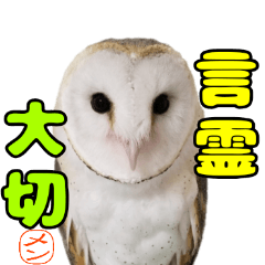 ＊恭ちゃんフクロウ君＊【メンフクロウ】＊レア 恭ちゃんフクロウ君＊【メンフクロウ】＊レア メンフクロウ