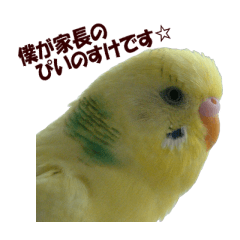 parakeet family part3