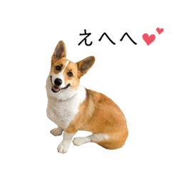 コーギー Lineクリエイターズスタンプまとめ Stamplist コーギー Lineクリエイターズスタンプまとめ Stamplist