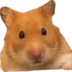 Hamster Small Pang Ray - No. 1