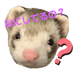 フェレット〈くろすけ〉2