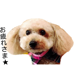 Cute toy poodles' stickers