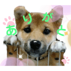 shibainu dog Japanese