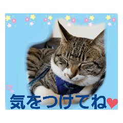 たくましい猫(ФωФ)