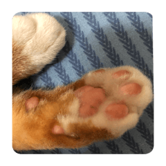 兩隻貓の日常生活