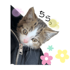 chisa_20201126235417