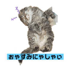 Chie_20201127000843