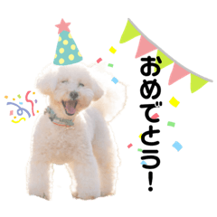 My cute little toy poodle Kurumi