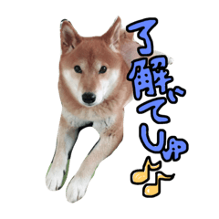 Riku is shiba dog