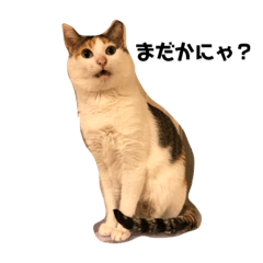 三毛猫の男子ふーちゃんスタンプ