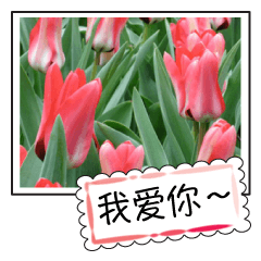 Flower photo greeting card (chinese)