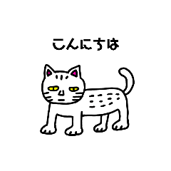 Kimokawa cat 2