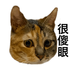 貓星人日常用語
