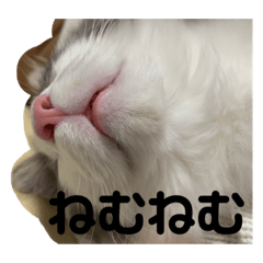 omochi_20201127160650