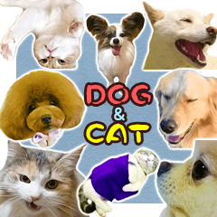 Cute Dogs and Cats Sticker