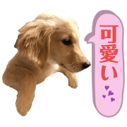 878sai_20201127202157