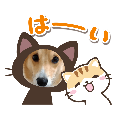 KAITO_20201127214211