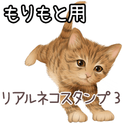 Morimoto Real pretty cats 3