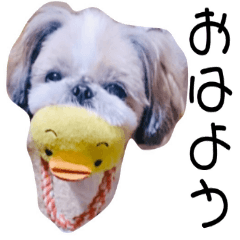 ShihTzu dog Pyuri.