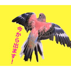 maple_20201128013114