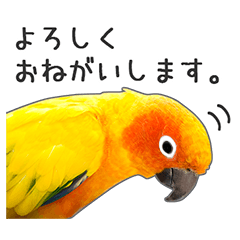 色鮮やか♪インコのフォトスタンプ