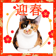 Cute cats New Years Holiday 2021