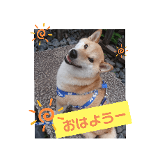hana*stamp*1