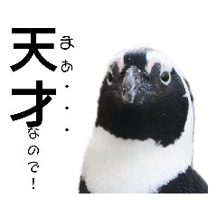 ケープペンギンの日常