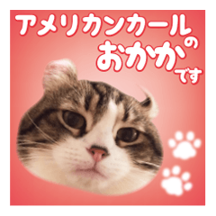 Americancurl's cat OKAKA