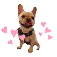 French Bulldog日常用語(super英鎊語錄）