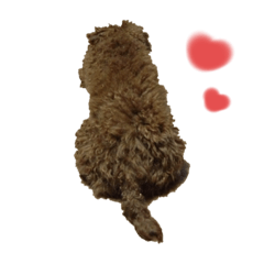 Cocoa_20201128165106