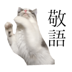 cat of cure Honorific expressions