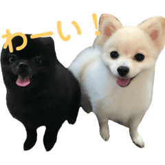 ポメラニアン Lineクリエイターズスタンプまとめ Stamplist ポメラニアン Lineクリエイターズスタンプまとめ Stamplist