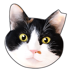 Photo sticker of a calico cat